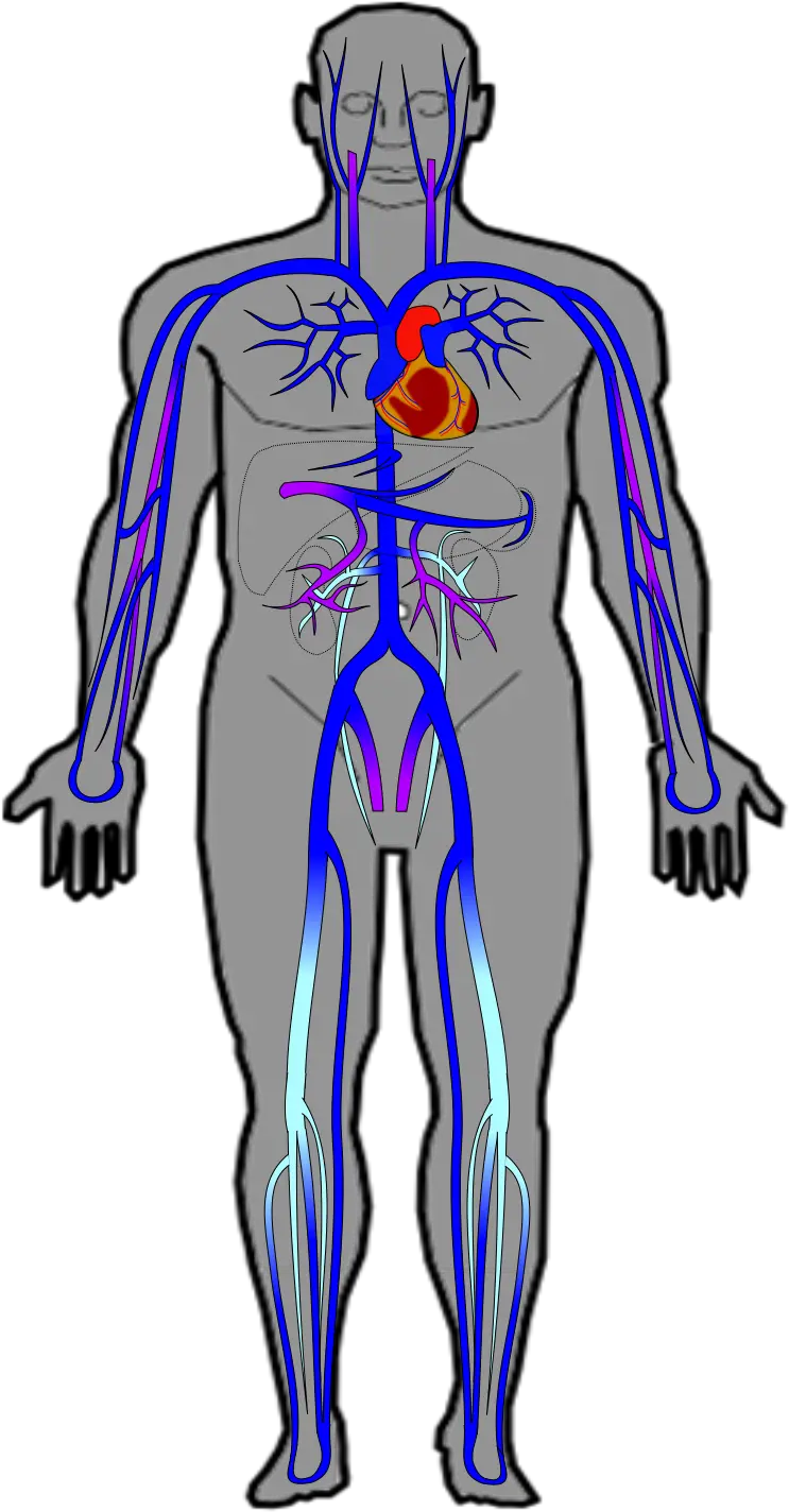 Ch20 Veins Simple Veins And Arteries In The Body Png Vein Png