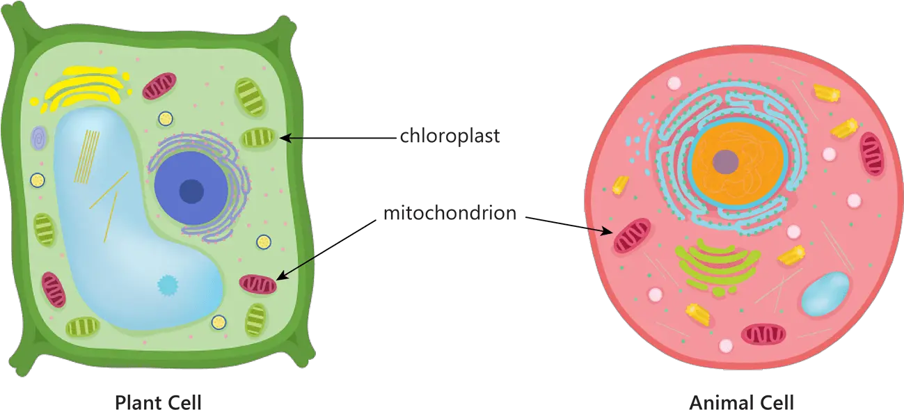 Download Animal Plant Cell Mitochondria Plant Cell Mitochondria In Animal Cell Png Mitochondria Png