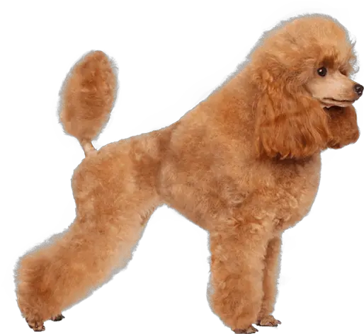 French Poodle Png Transparent Toy Poodle Png Poodle Png