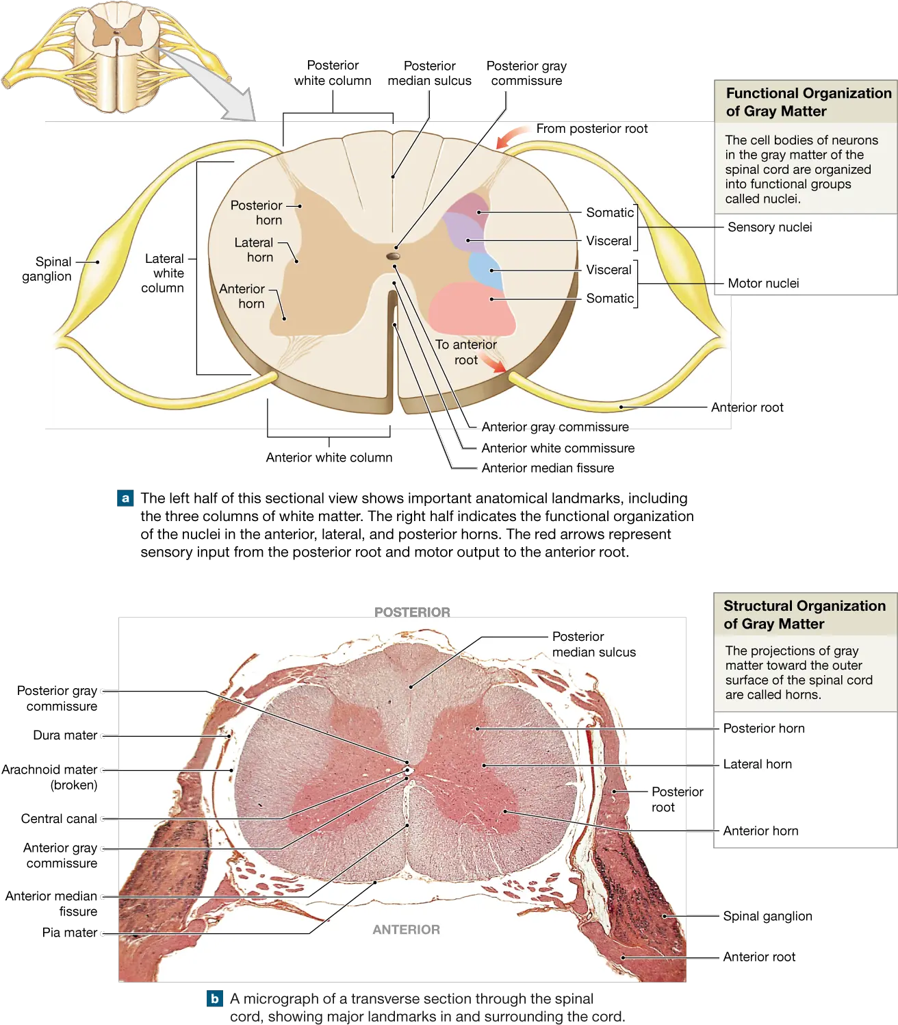 Download Spinal Cord Gray Matter Anatomical Landmarks Of The Spinal Cord Png Cord Png