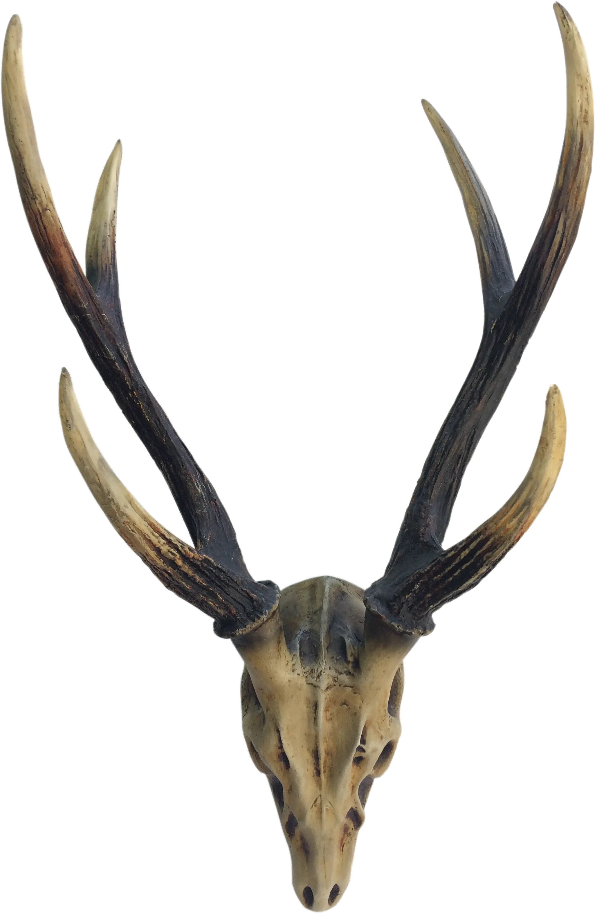 Elk Deer Horn Antler Image Deer Png Download 24483264 Reindeer Antlers Png