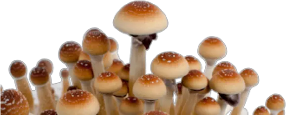 Gallery Archives Magic Mushrooms Shop Blog Bolete Png Mushrooms Png