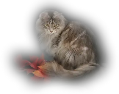 Index Of Userstbalzecatpng British Longhair Cat Png