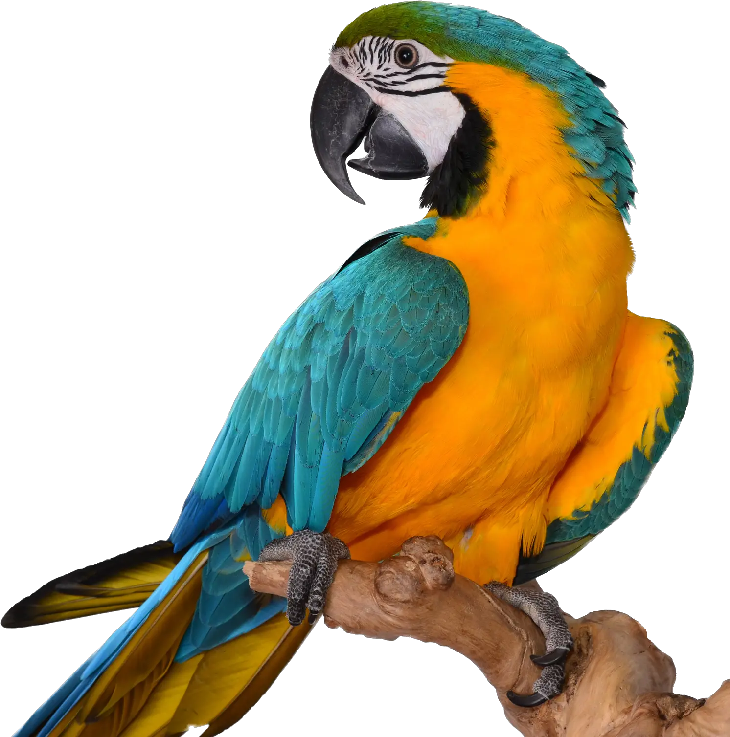 Macaw Transparent Image Repeat After Me Parrot Png Macaw Png