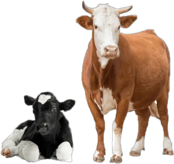 Free Transparent Png Images On Cow