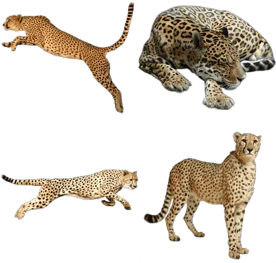 Cheetahs Transparent Png Images Stickpng Cheetah Png Transparent Cheetah Png