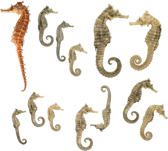 Seahorse Png Hd 8 Free Images Starpng