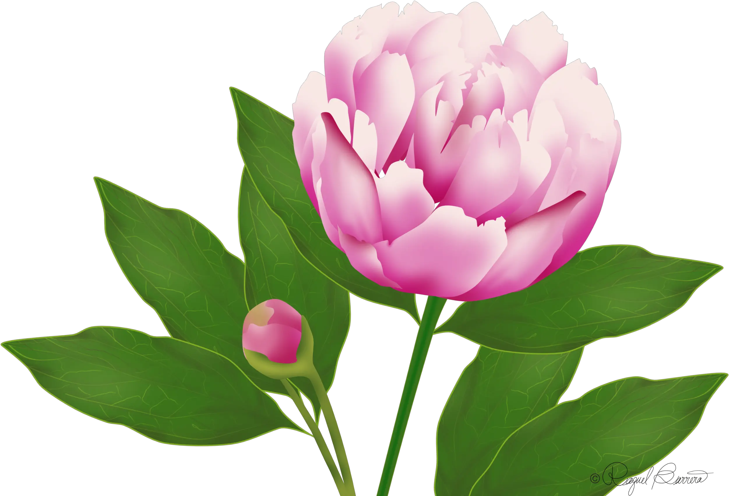 Download Wordpress Website Blog Peony Wild Peony Png Image Wild Peony Peony Png