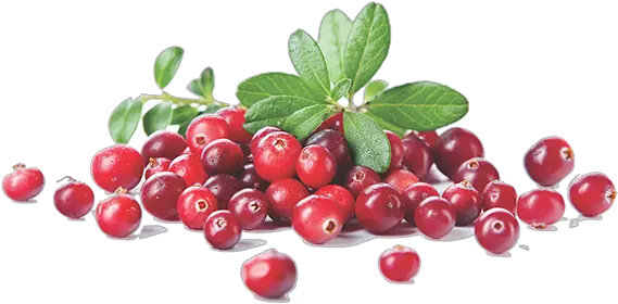 Cranberry Extract Benefits And Png