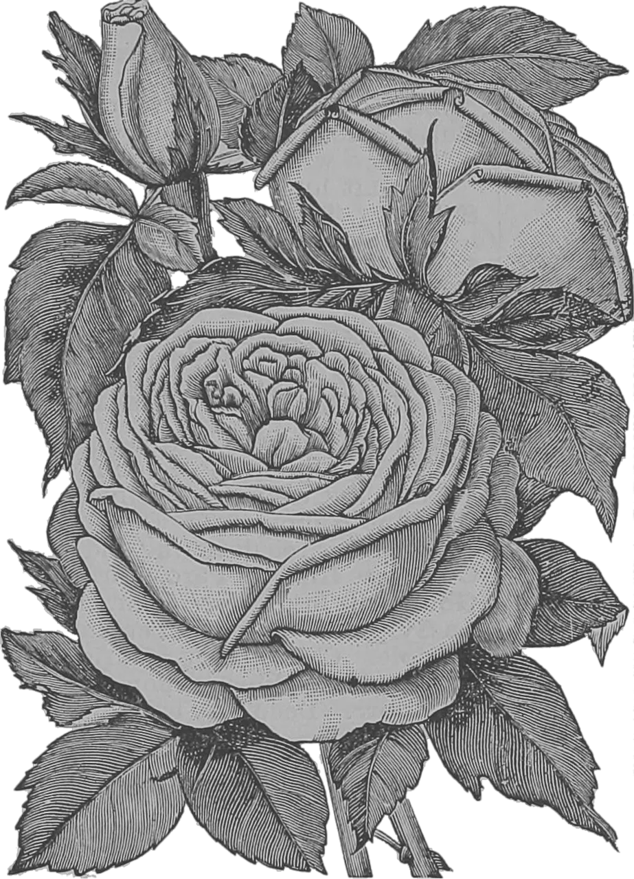 Flowers Transparent Roses Pencil Drawing Bouquet Of Flowers Png Roses Transparent
