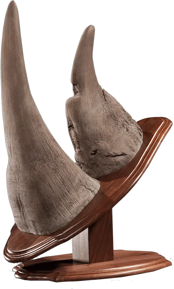 Rhino Horn Mount Dc110 Our Work Kanati Studio Fin Png Horn Png
