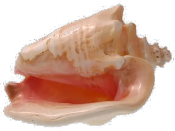 Conch Shell Png Transparent Image Conch Shell Transparent Background Shell Png