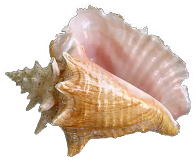 Shell Png Seashell Sea Shell Png