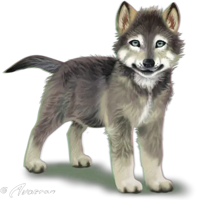 Wolf Pup Transparent Background Png Wolf Cub No Background Wolf Transparent Background