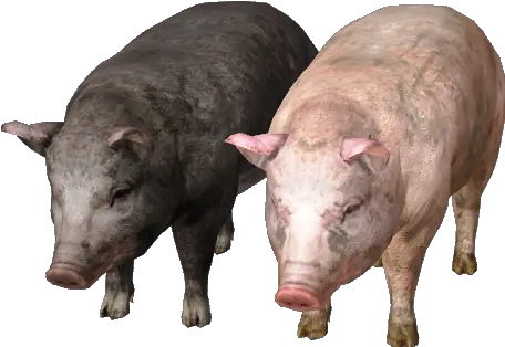 Download Free Png Image Pig Images Hd Png Pig Png