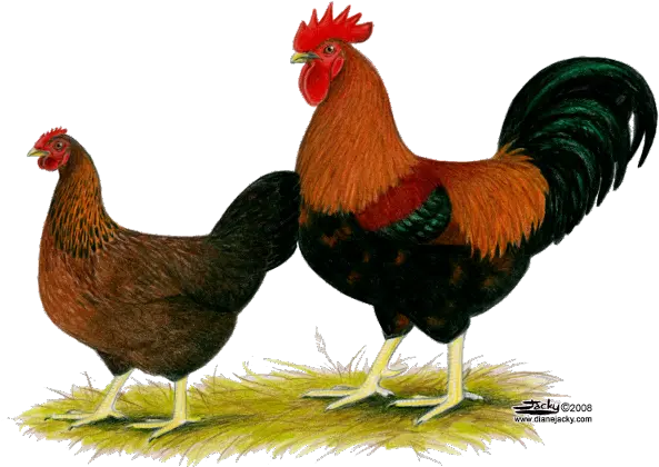 Hen Png Image Hd Hen Images Hd Png Chicken Png