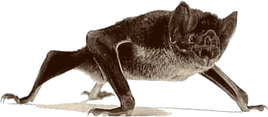 Saragossa The Vampire Bat Standing On Ground Png Bats Png