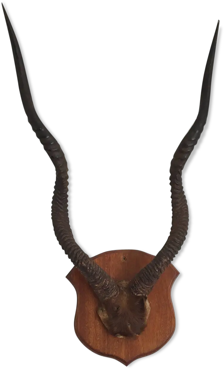 Download Hd Horn Antelope Or Gazelle Horns Corne De Horn Png Antelope Png