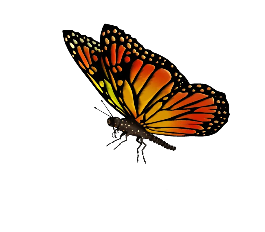 Flying Butterflies Transparent Png Real Butterfly Transparent Background Butterflies Transparent