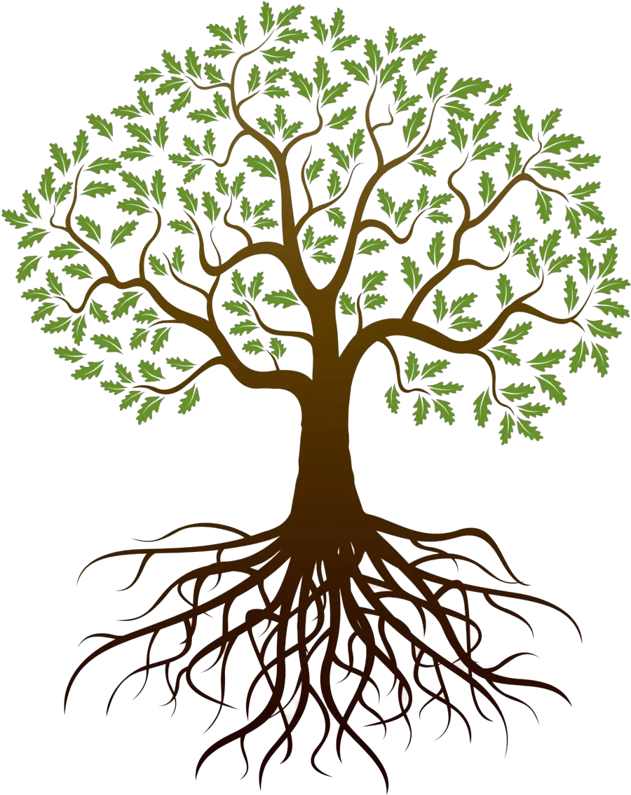 Tree With Roots Transparent Background Tree Roots Transparent Background Png Roots Png