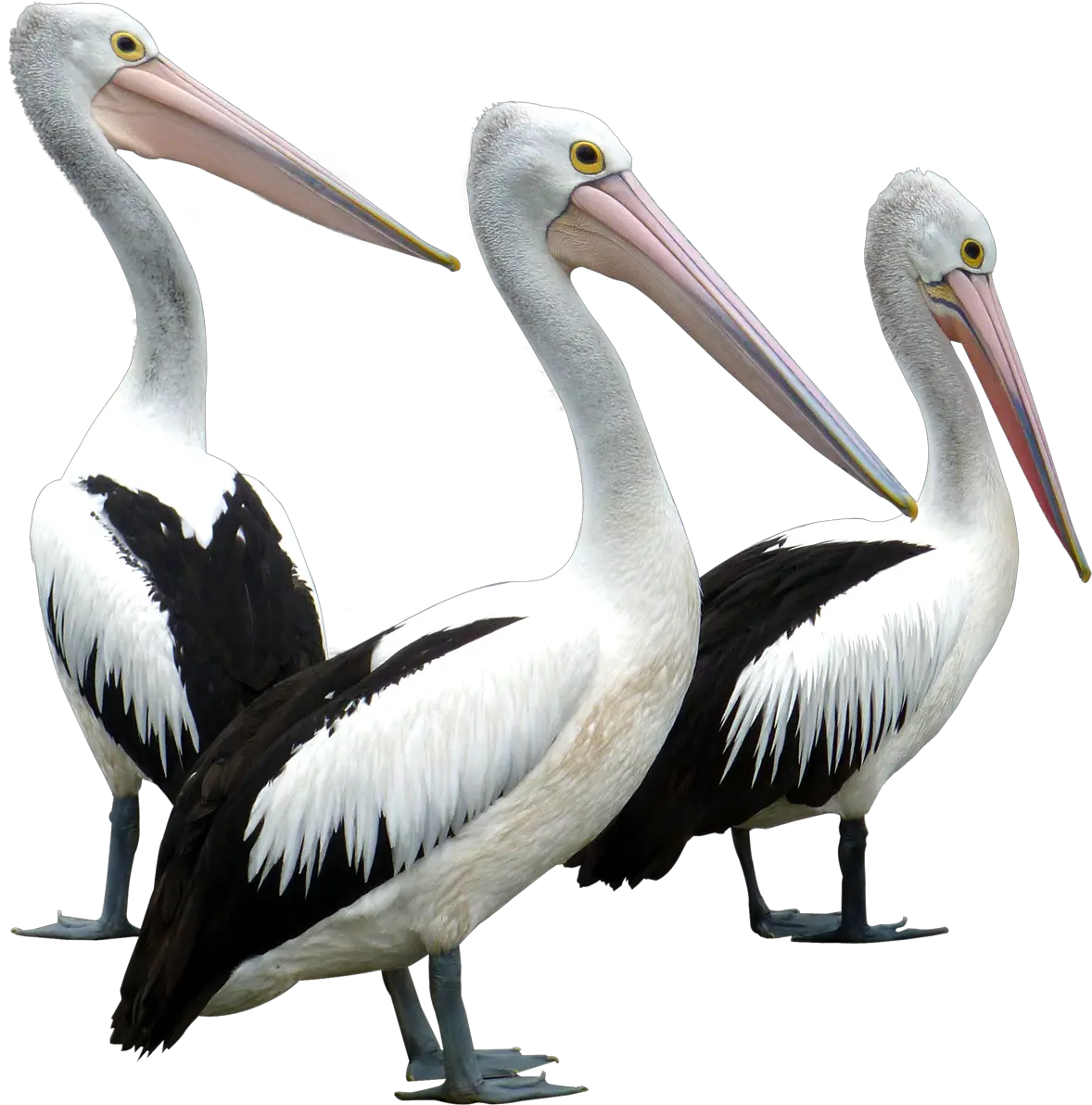 African Bird Png Image Pngpix Pelican Bird Png Bird Png Transparent png