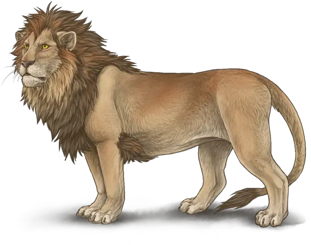 Download Lionpngtransparentimagestransparentbackgrounds Full Body Lion Drawing Png Lion Roar Png