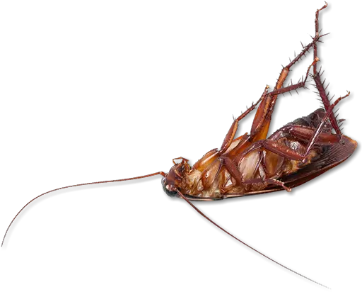 Download Hd Cockroach Transparent Dead Cockroach Cockroach Png Cockroach Png