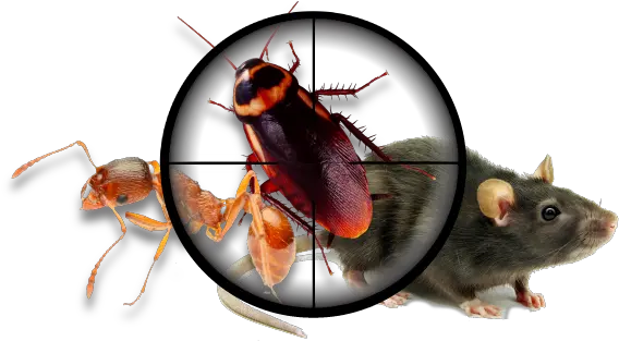 Pest Png Transparent Pestpng Images Pluspng Pest Control Cockroach Png