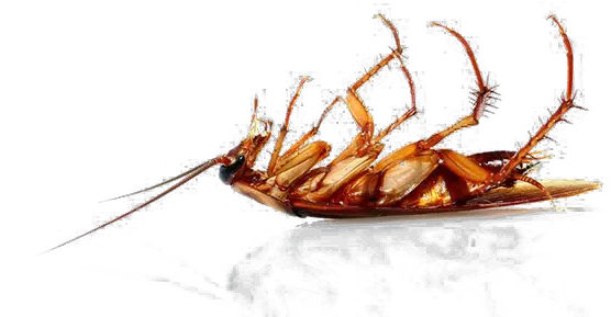 Cockroach Png Free Download Dead Cockroach Transparent Background Cockroach Png