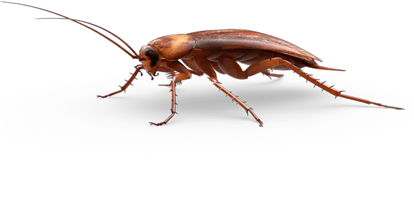 Roach Png Images Free Download Transparent Background Cockroach Clipart Cockroach Png