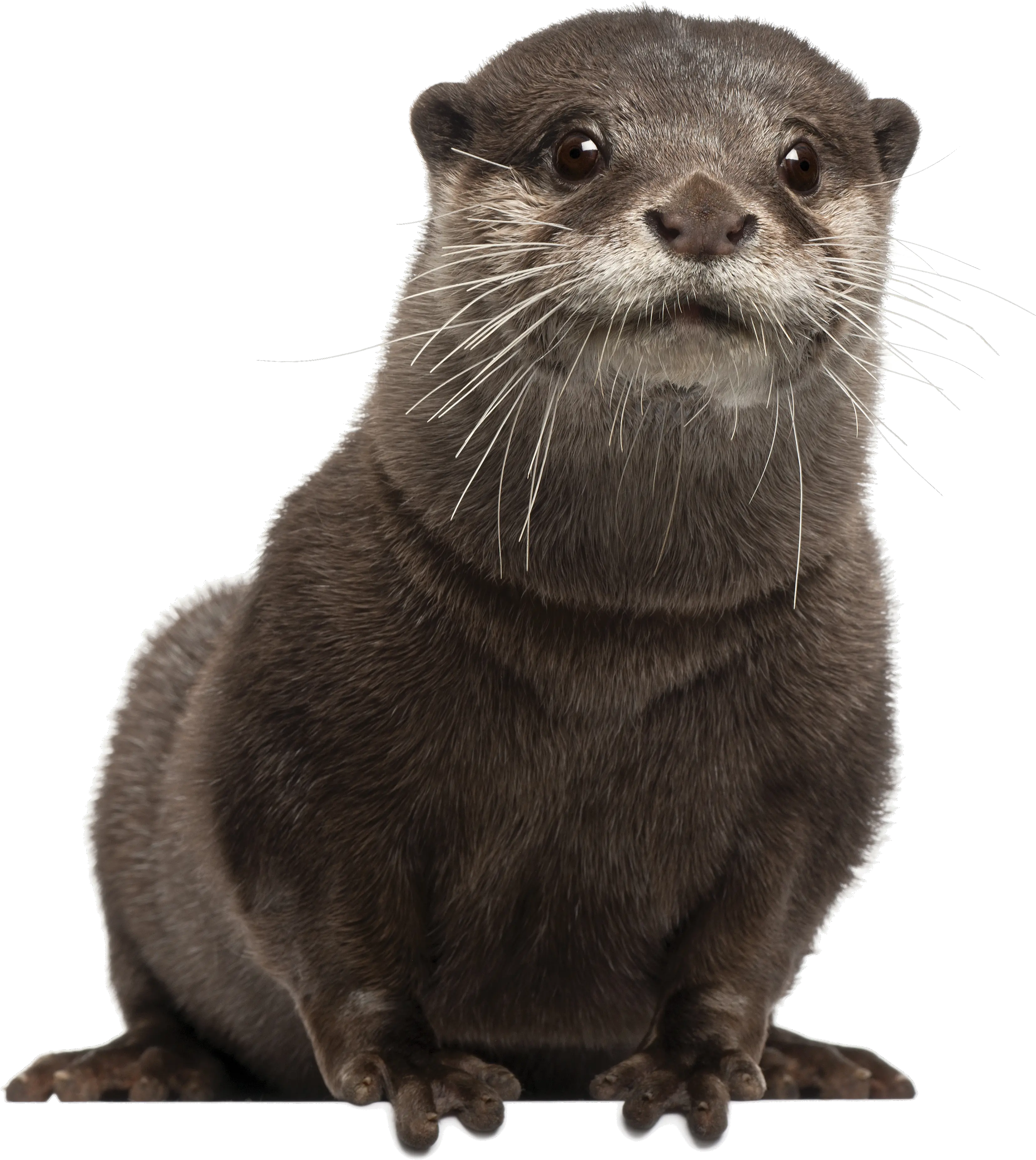 Download Hd Png Otter Transparent