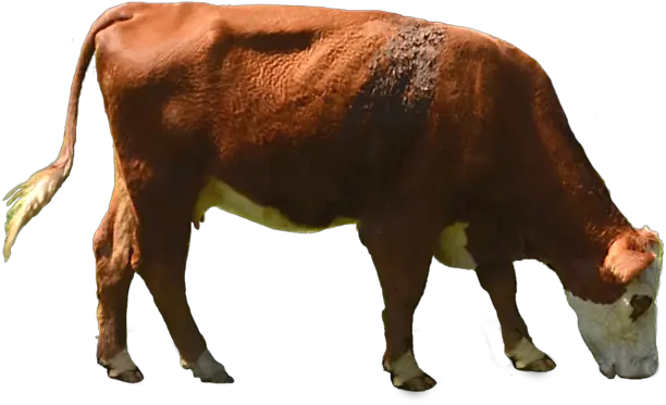 Cow Png Transparent Image 1 202 Cow Eating Grass Png Cow Transparent