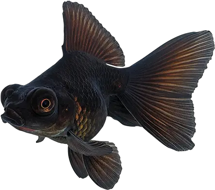 Goldfish Care Sheet Black Moor Gold Fish Png Goldfish Transparent