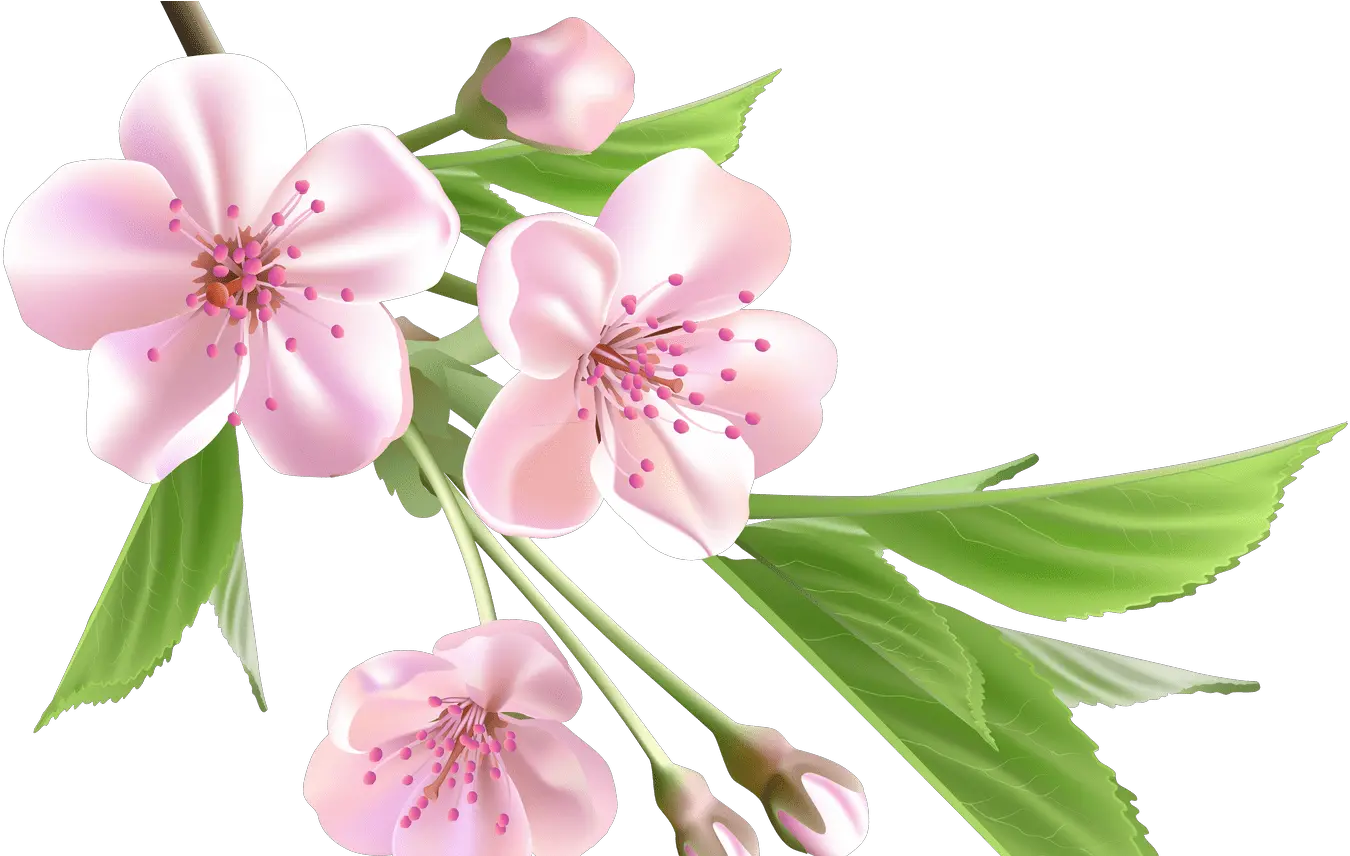96 Spring Flowers Clip Art Transparent Pink Flower Almond Tree And Flowers Drawing Png Flower Clip Art Png png