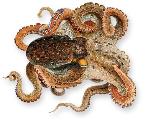 Octopus Transparent Png Transparent Octopus Png Octopus Png