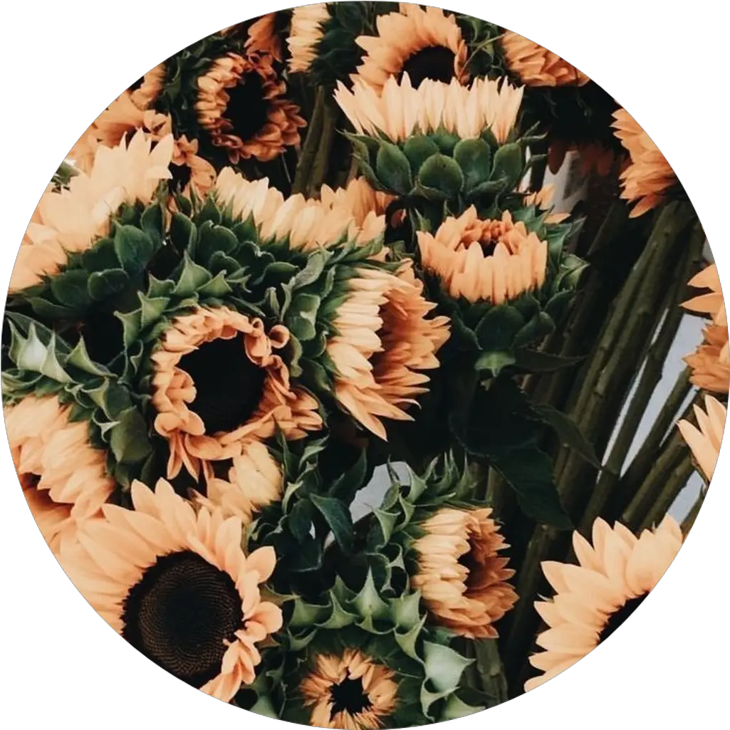 Tumblr Aesthetic Flowers Flower Rose Aesthetic Flowers Png Flowers Png Tumblr png