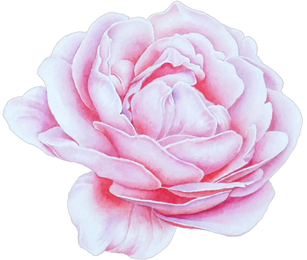 Blooming Peony Flower Png Transparent Portable Network Lovely Peony Transparent