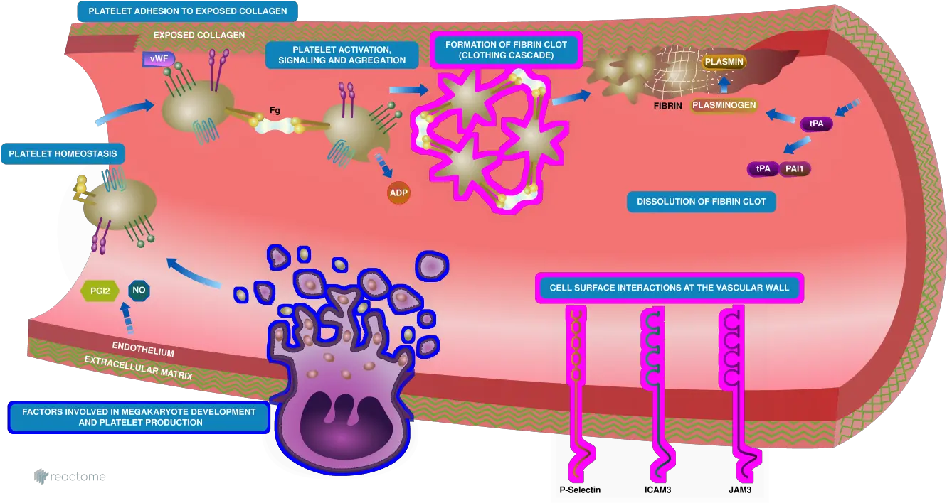 Diagram Exporter Reactome Pathway Database Graphic Design Png R Png