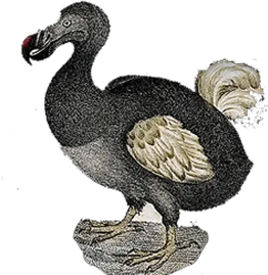 Download Hd Dodo Vintage Dodo Bird No Background Dodo Png Bird Transparent Background