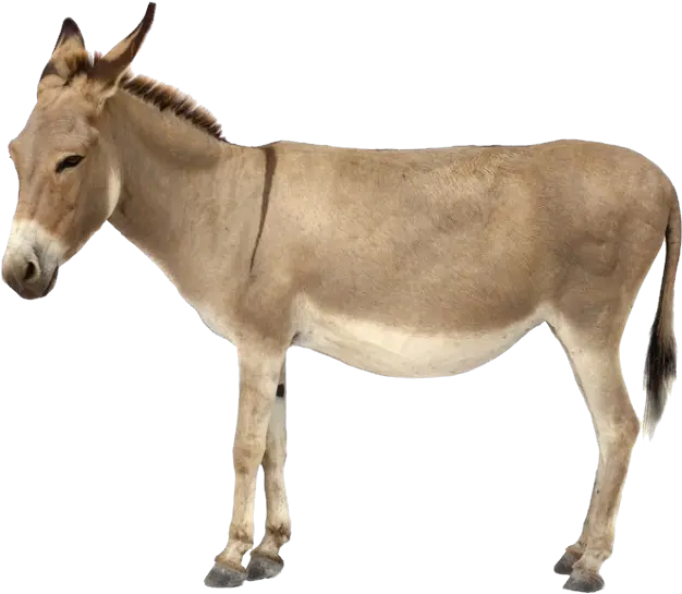 Download Free Png Donkey Transparent Background Donkey Png Donkey Png