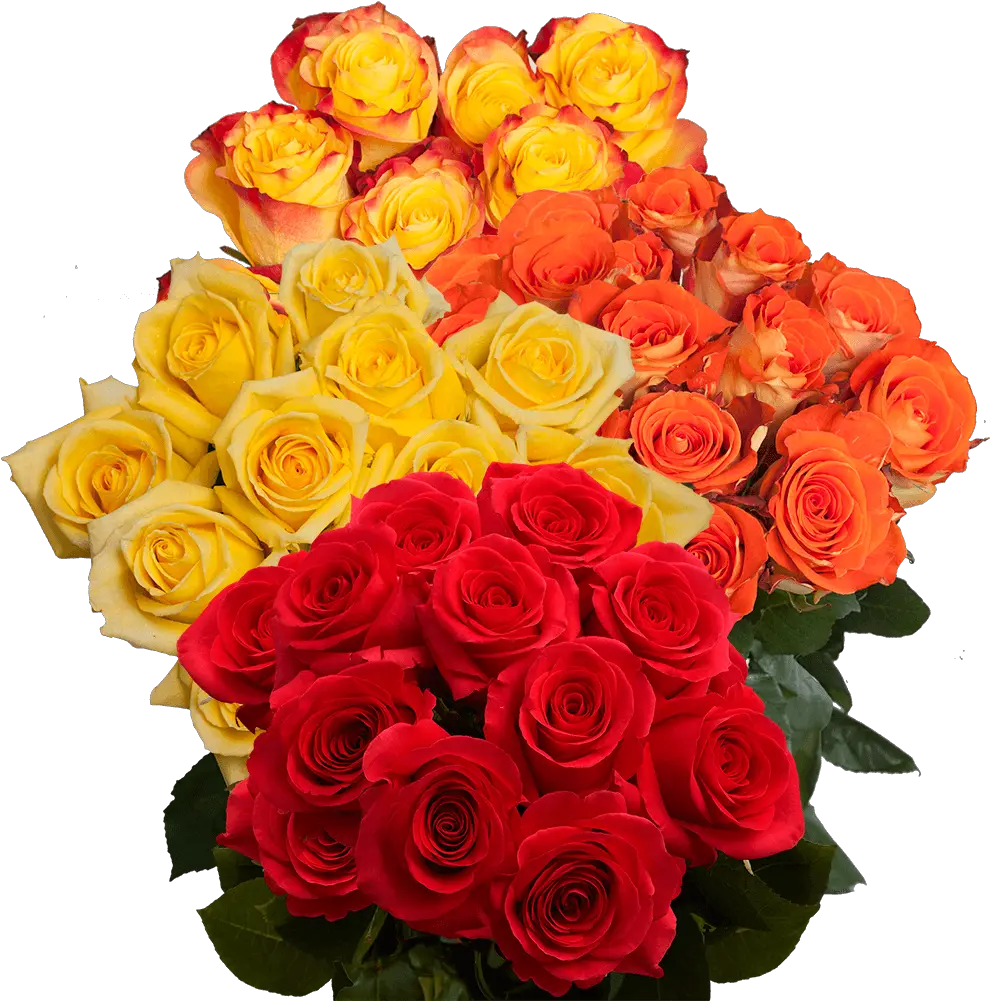 Vibrant Fall Color Roses Fall Color Roses Png Falling Rose Petals Png