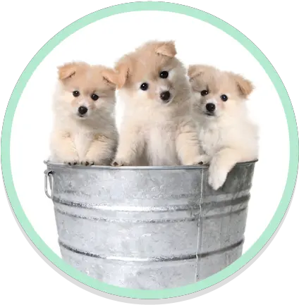 Self Service Dog Wash Puppies Full Size Png Download Puppies Puppies Png