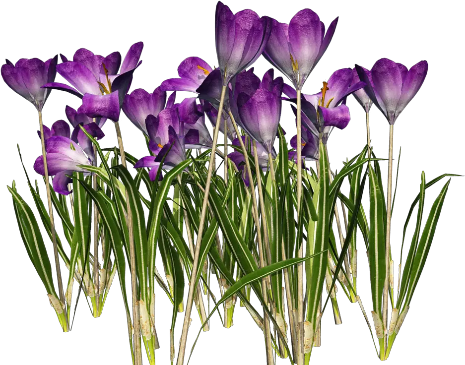 Free Crocus Cliparts Download Clip Art Flower May Clip Art Png Violets Png