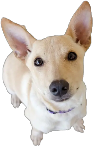 Dog Looking Png Transparent Teddy Roosevelt Terrier Dog Ears Png