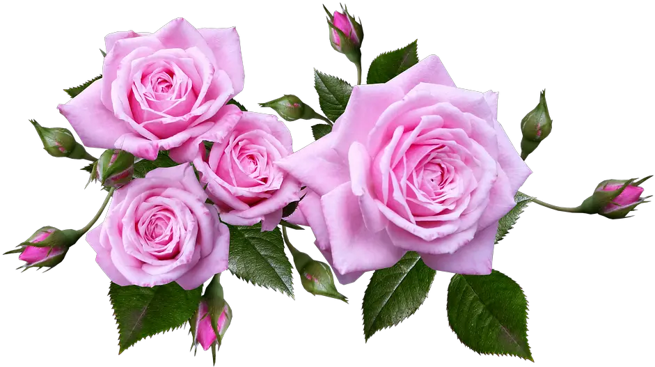 Download Rose Flower Arrangement Rose Flowers Transparent Background Png Roses Transparent Background