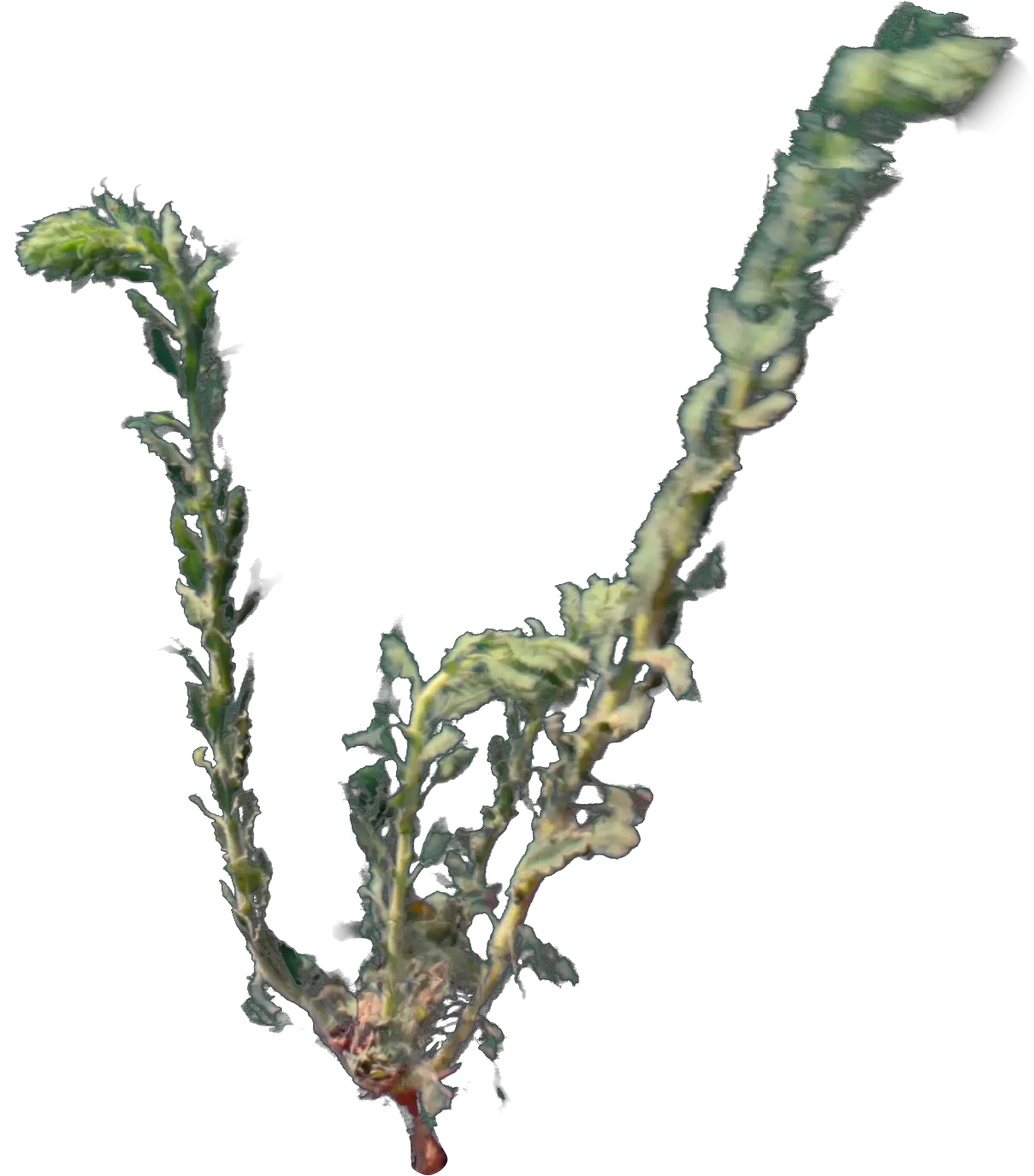 4k Desert Plant 2 Gust 6 Twig Png Desert Plant Png