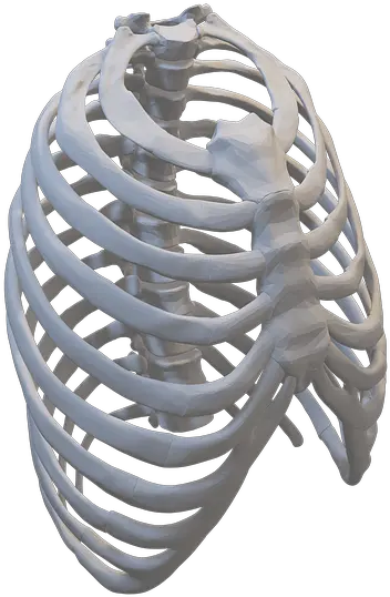 Rib Cage Anatomy Human Field Lacrosse Png Rib Cage Png