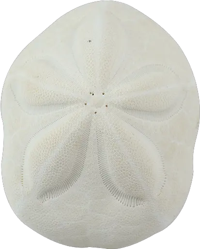 Sea Biscuit Sand Dollar Sand Dollar Png Sand Dollar Png