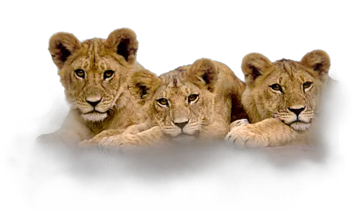 Clip Art Graphics Lion Cubs Png Cubs Png