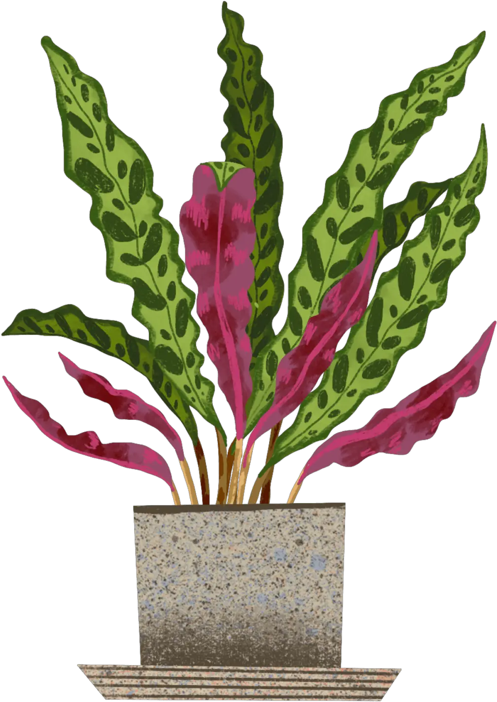 Calathea Rattlesnake Plant Care Guide Rattlesnake Plant Clip Art Png Rattlesnake Icon